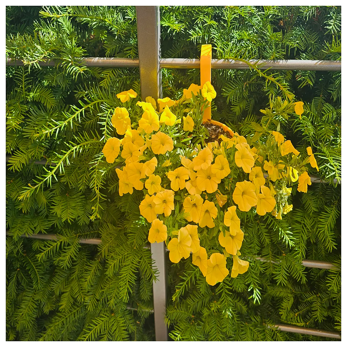 hanging planters for indoor outdoor wall balcony macrame boho decor