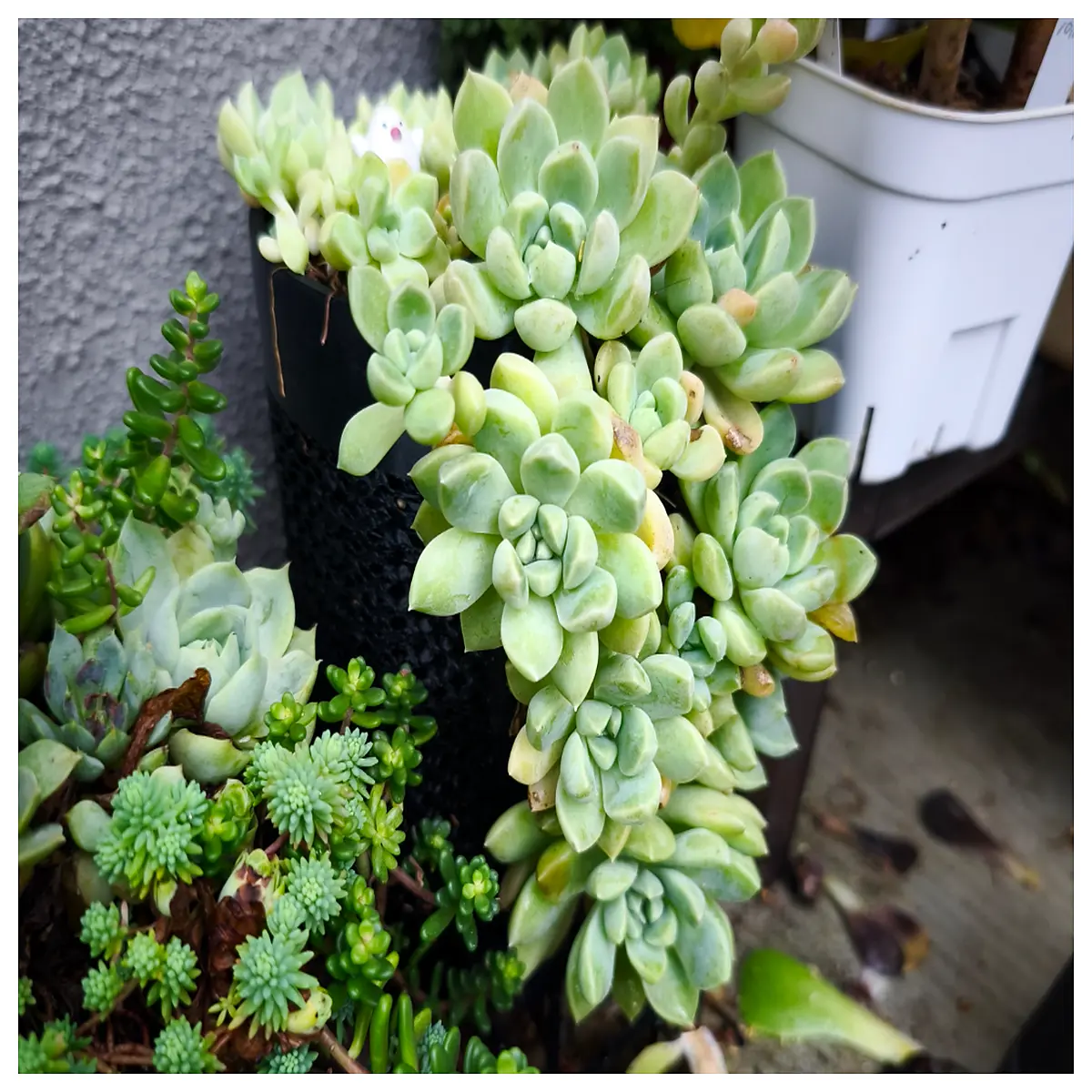 v shaped planter pot for succulents cactus indoor outdoor garden decor