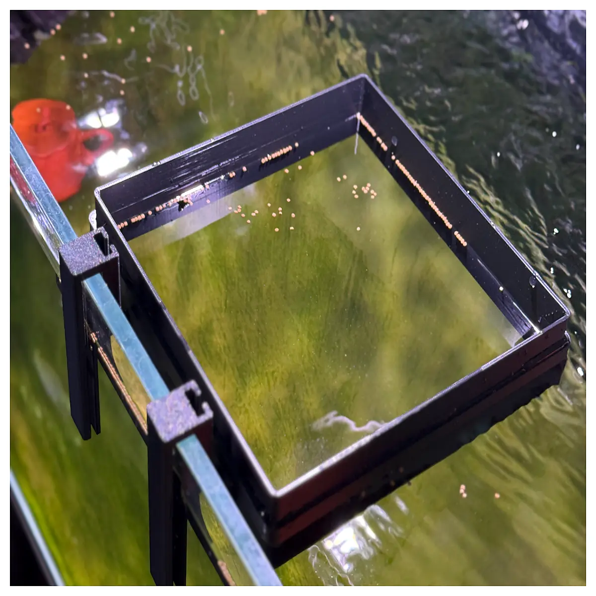 large floating fish bowl feeder ring for goldfish koi tropical aquariums prevents food waste easy clean plastic feeding station