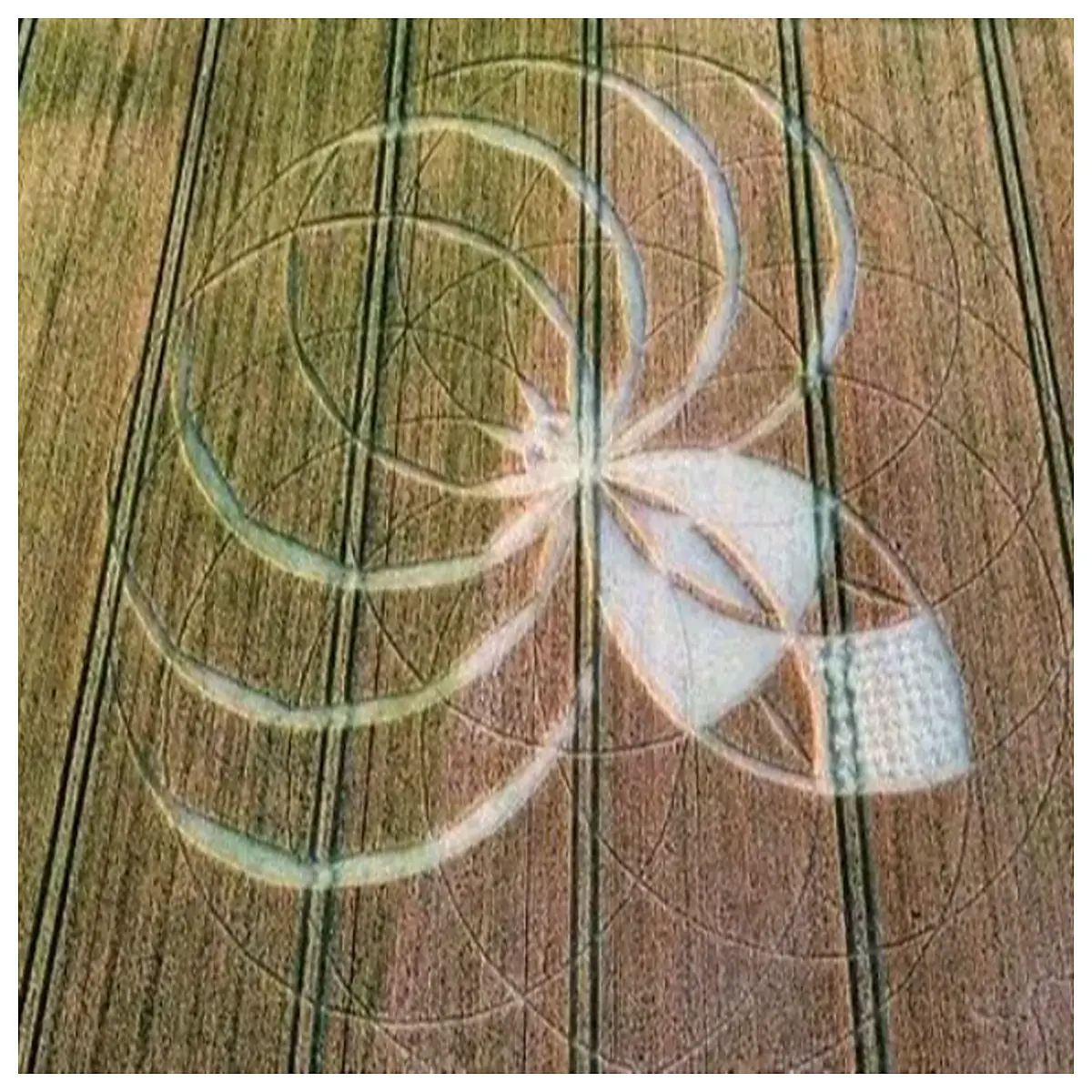 dorset crop circle art print field mystery poster wicker man design wall decor ancient symbol canvas for home office