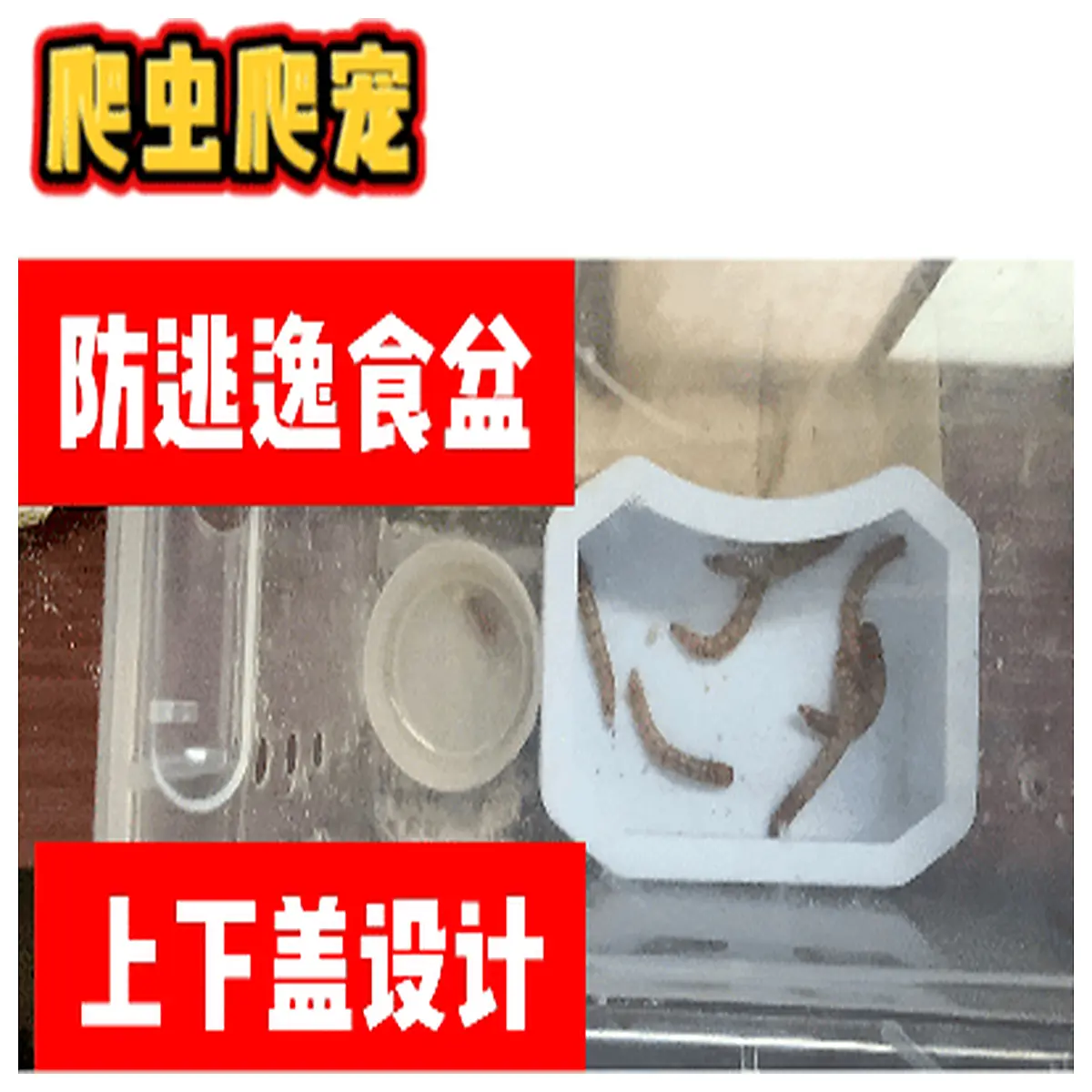 reptile feeding bowl spill proof escape proof terrarium dish for geckos snakes lizards hermit crabs automatic waterer