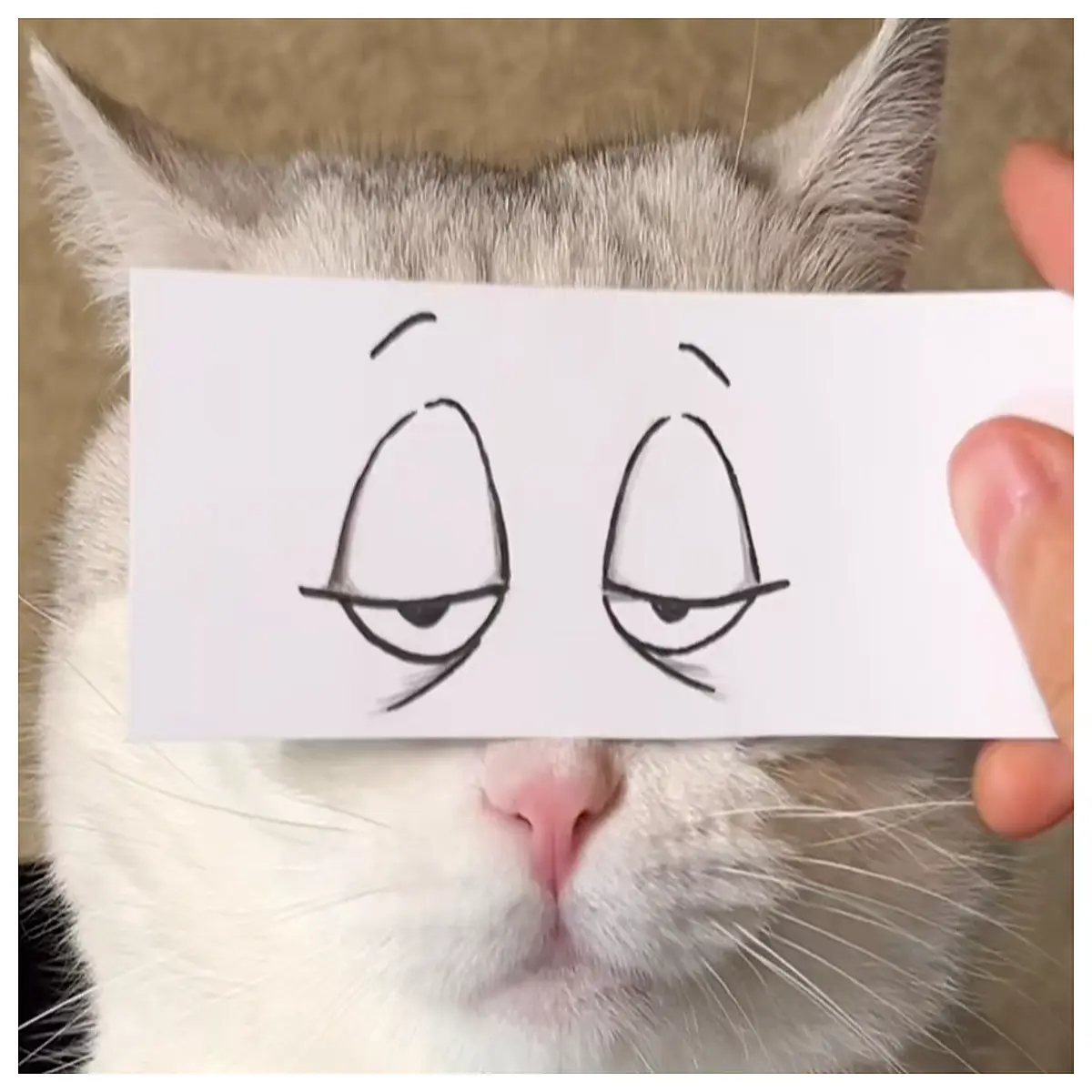 cute pet stickers for photos funny animal accessories props dog cat selfie gadgets adorable pet photo booth supplies