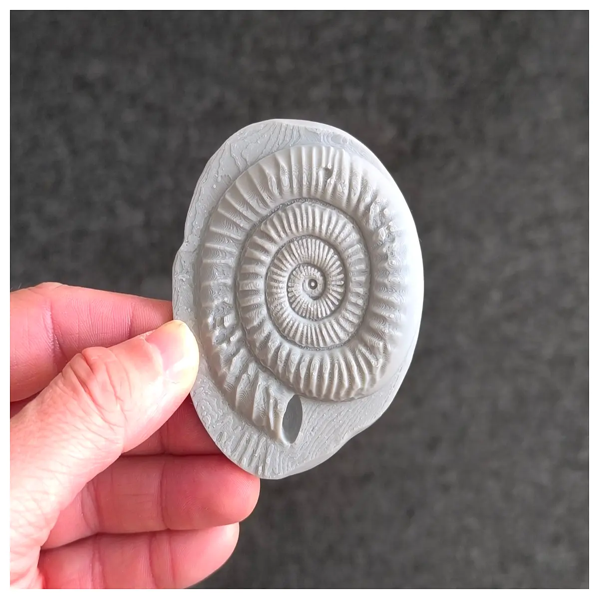 ammonite specimen for collectors real ancient sea shell rock mineral science education geology