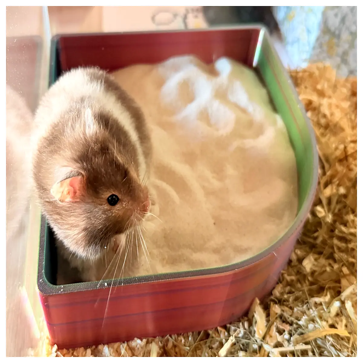 hamster sand bath box with toilet dwarf hamster litter tray for small pets