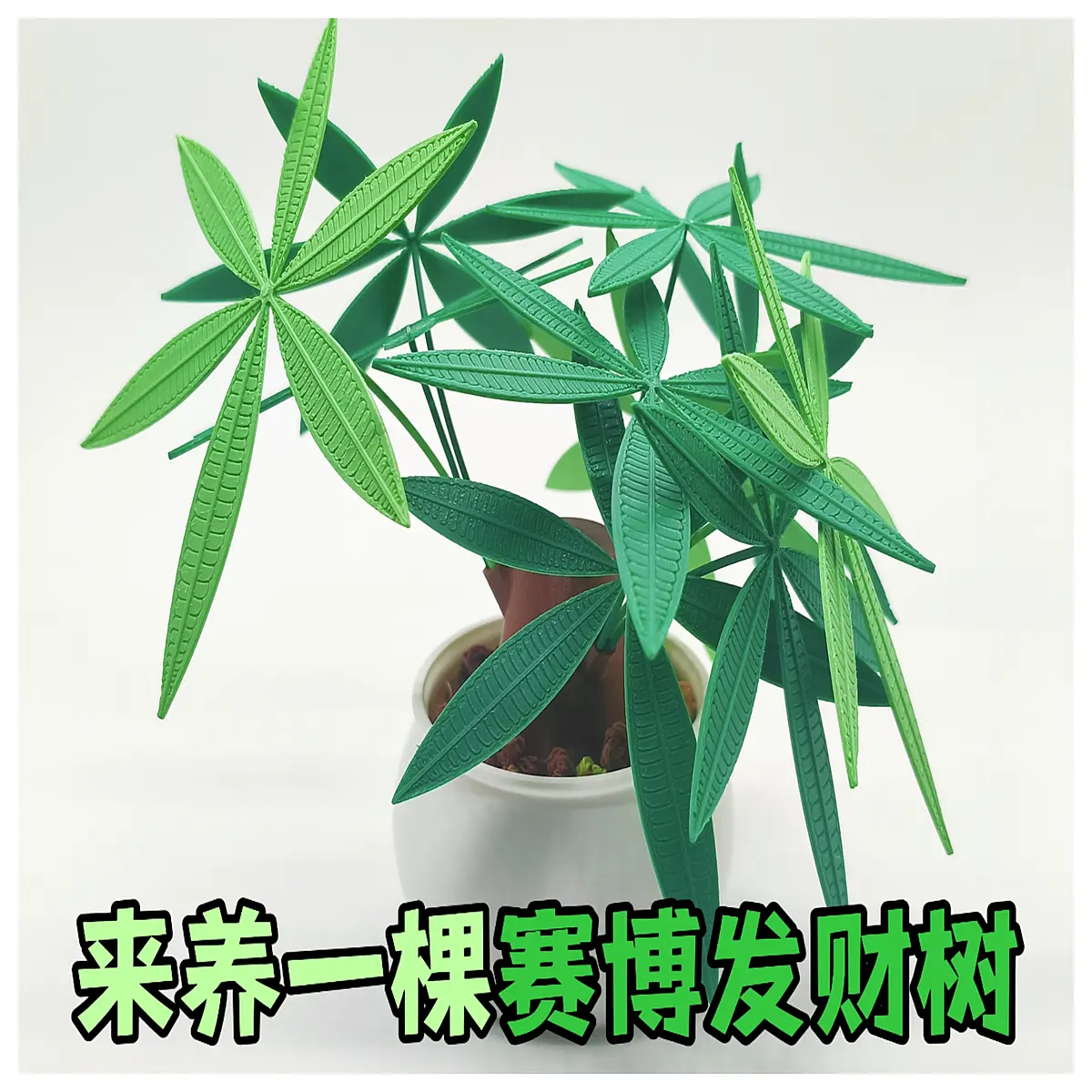 lucky money tree plant indoor ficus microcarpa bonsai pot low office decor air purifying houseplant
