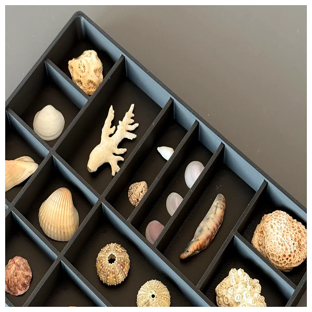 acrylic case for jewelry seashells art collectibles storage box