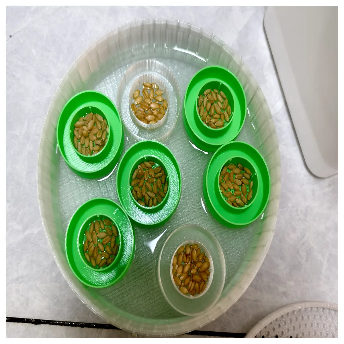 floating cat grass hydroponic planter with water level indicator for indoor home office desk