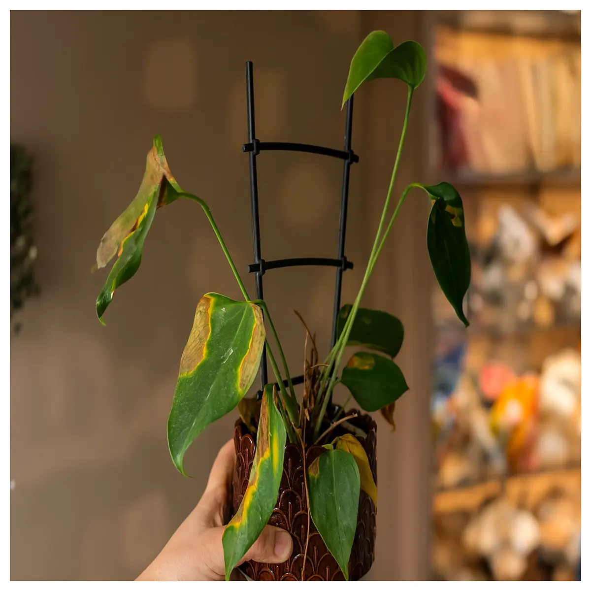 duty plant support ladder trellis for climbing vines tomato cucumber garden vertical growing system