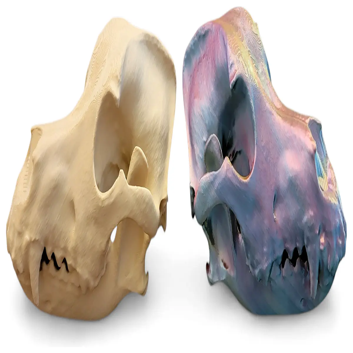 realistic labrador skull for spooky home decor macabre animal skeleton prop gothic museum exhibit piece