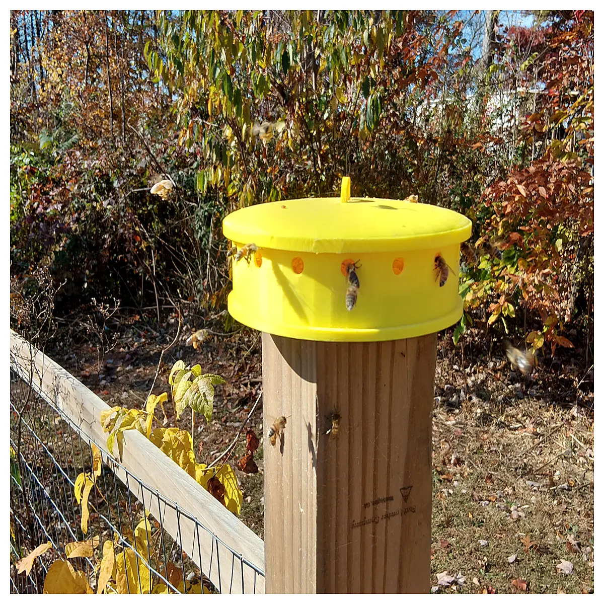 hanging pollen feeder for bees apiary equipment