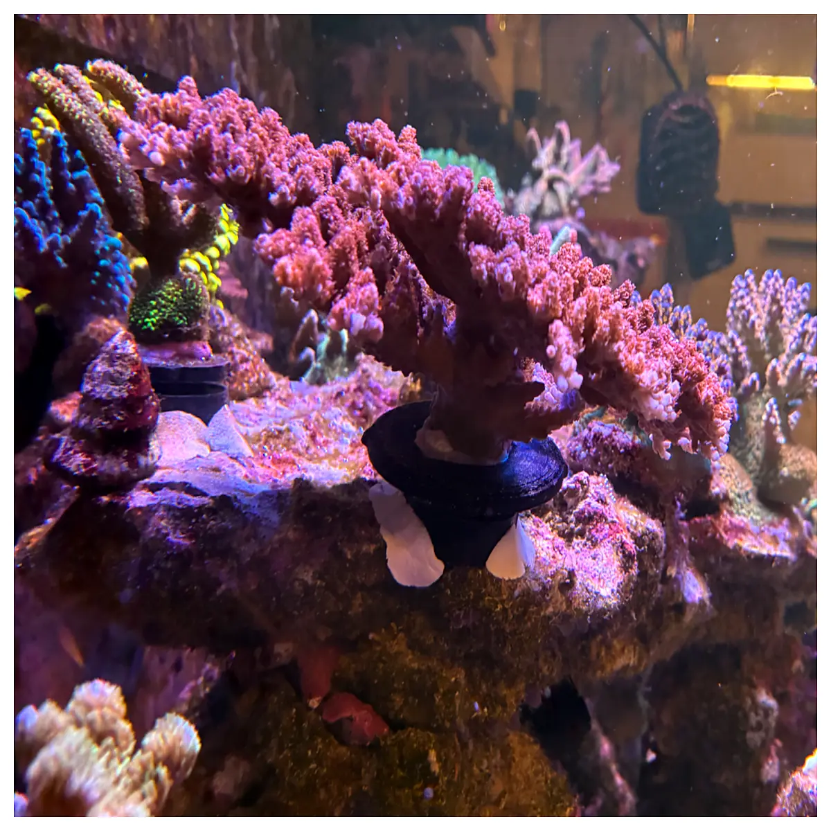 coral branch locking base mount holder for aquarium reef tank setup