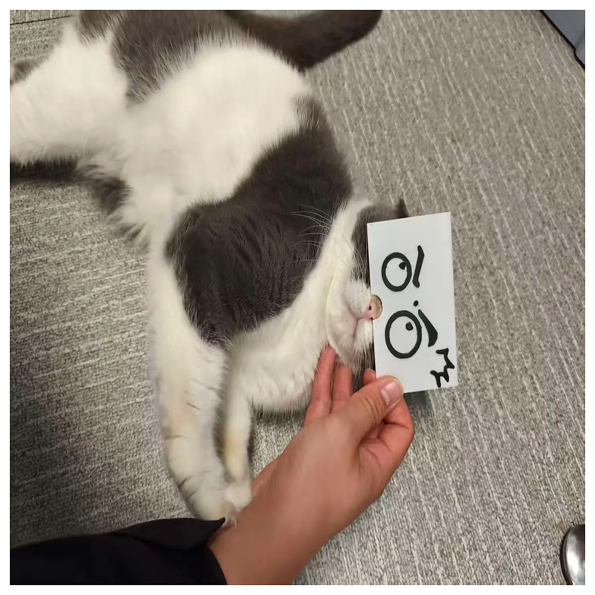 funny cat surprise face photo card prop for instagram reels tiktok viral content creation party favors