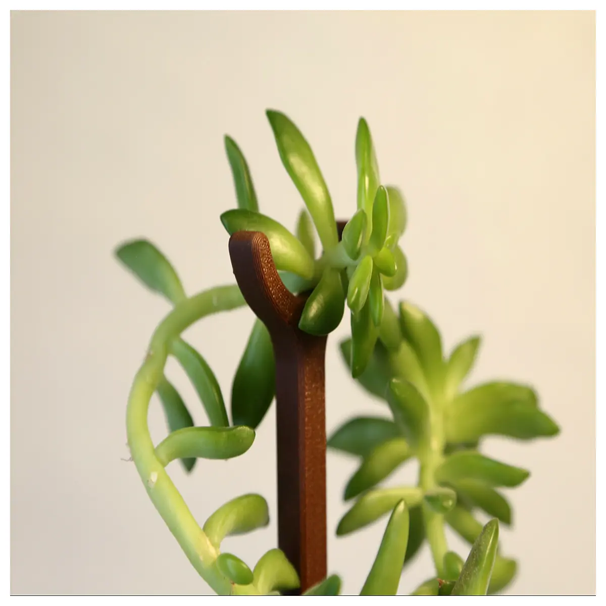 plant support stakes duty for tall flowers 20cm length garden supplies