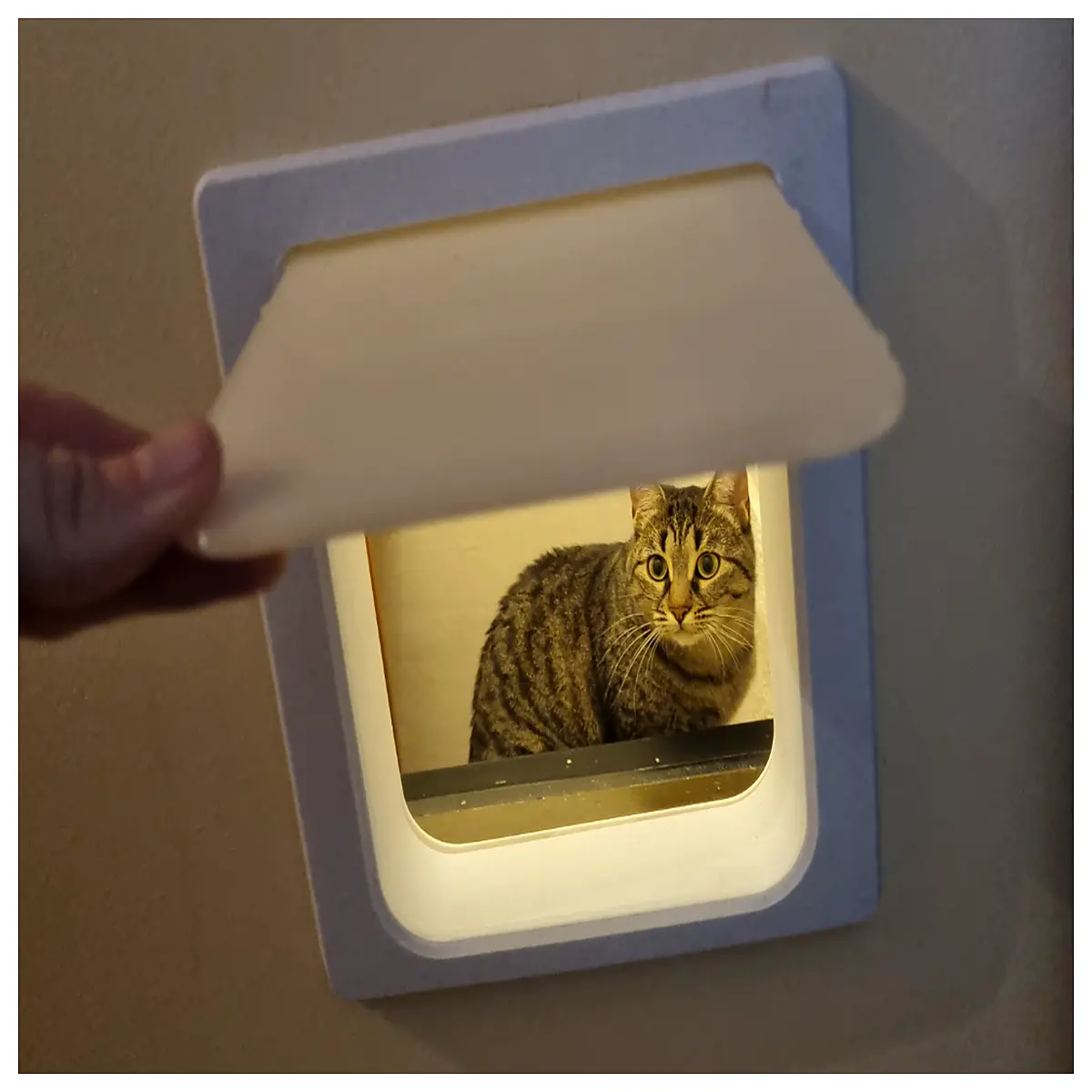 full print cat door no screws easy install