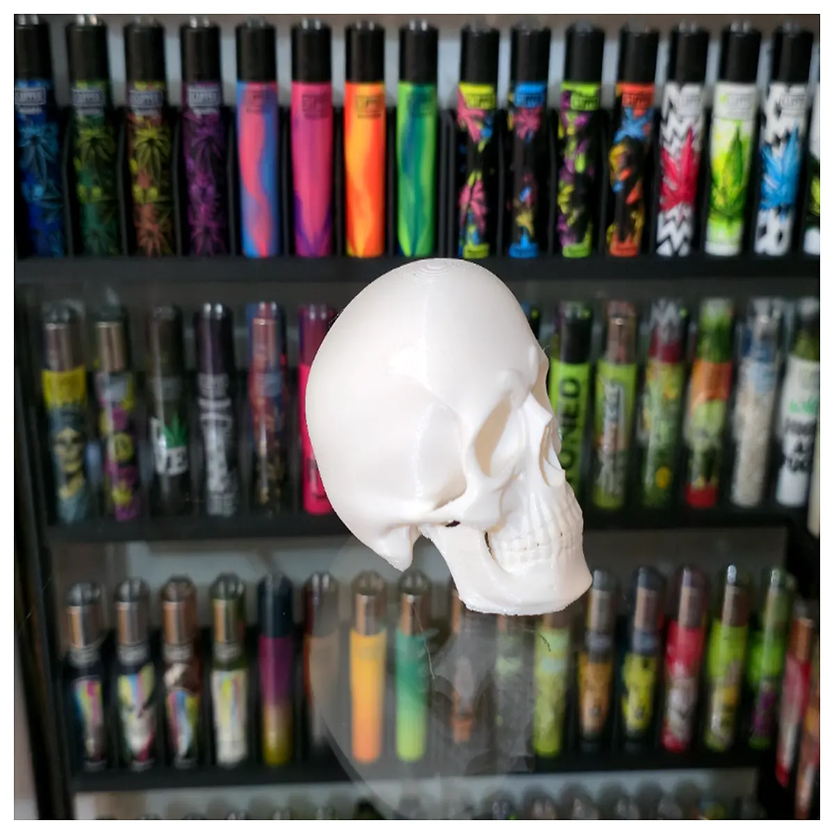 anatomical human skull for medical study and education