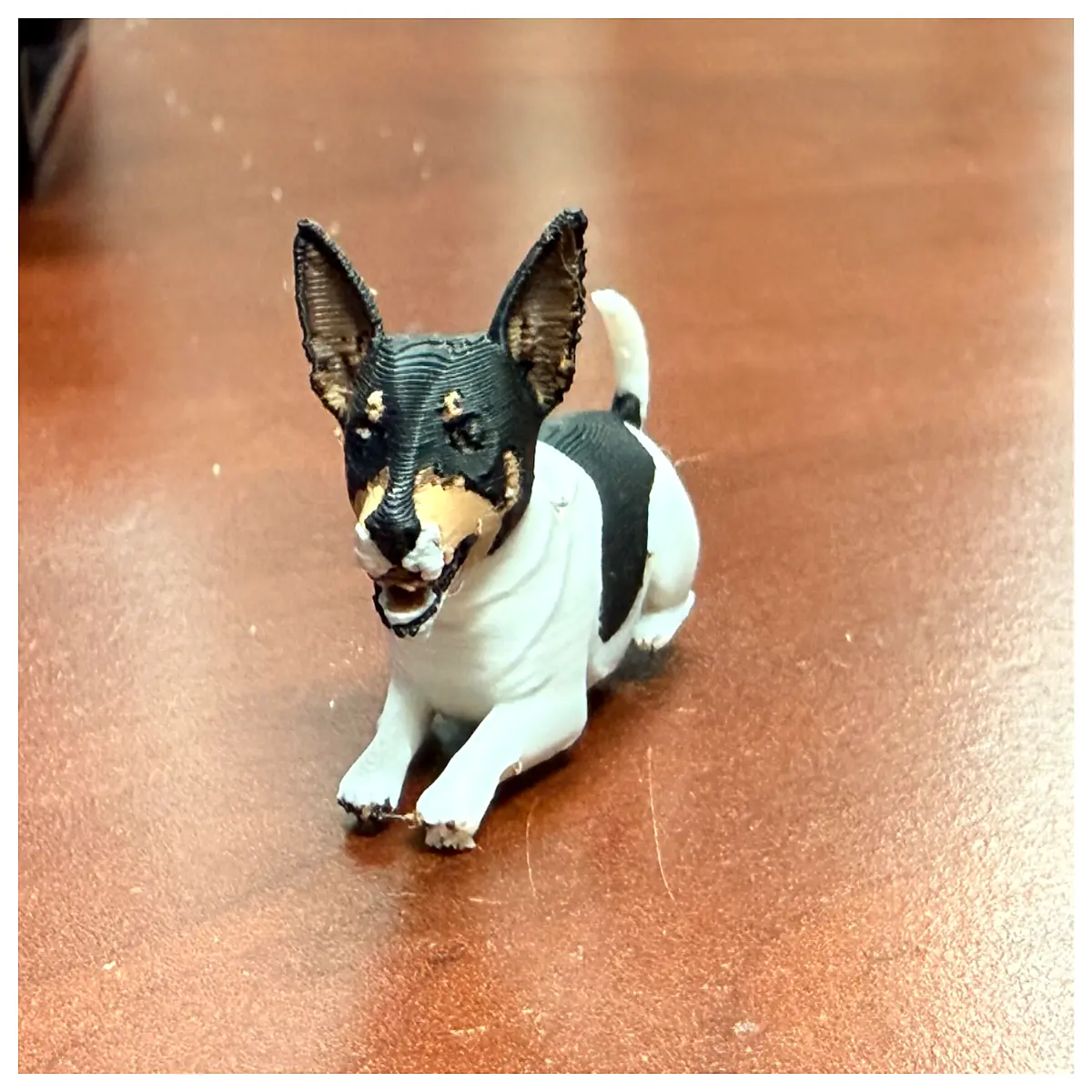 jack russell terrier dog breed info price and adoption
