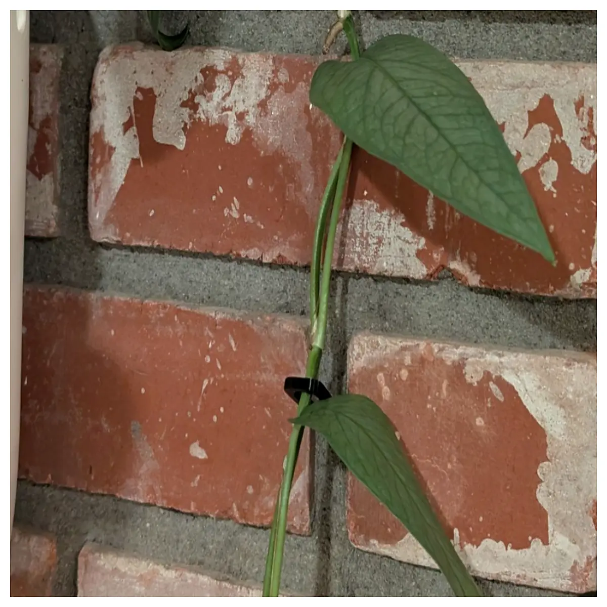 plant brick spacer garden tool for even spacing and alignment