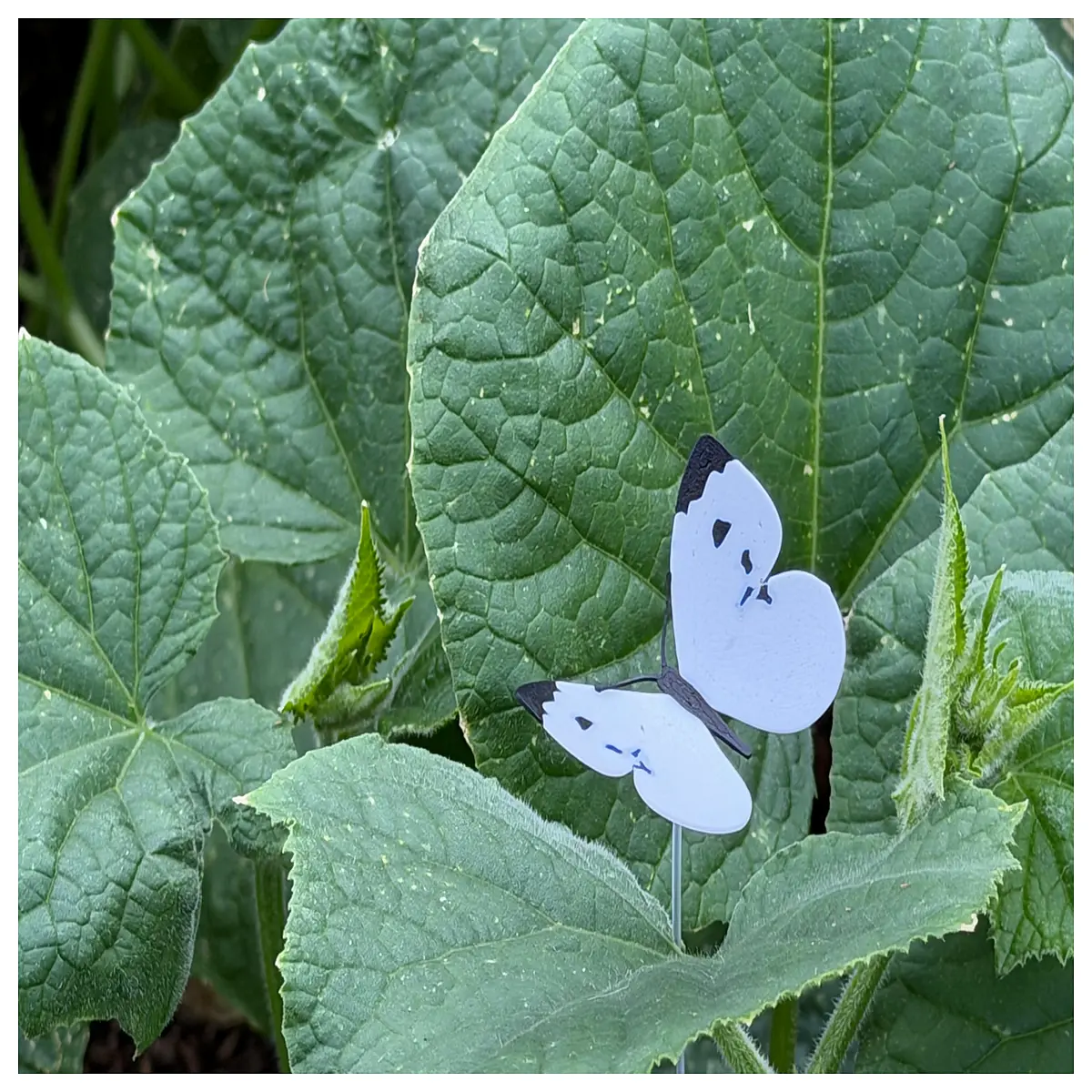 organic cabbage worm bait for organic farming