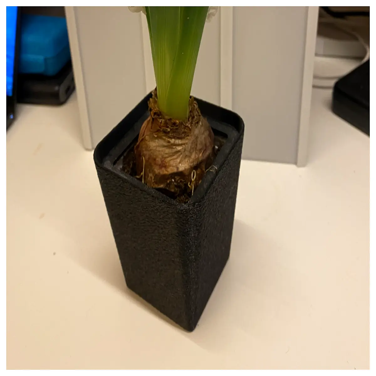 transparent glass vase for hyacinth bulbs water culture hydroponic pot home office desk decoration