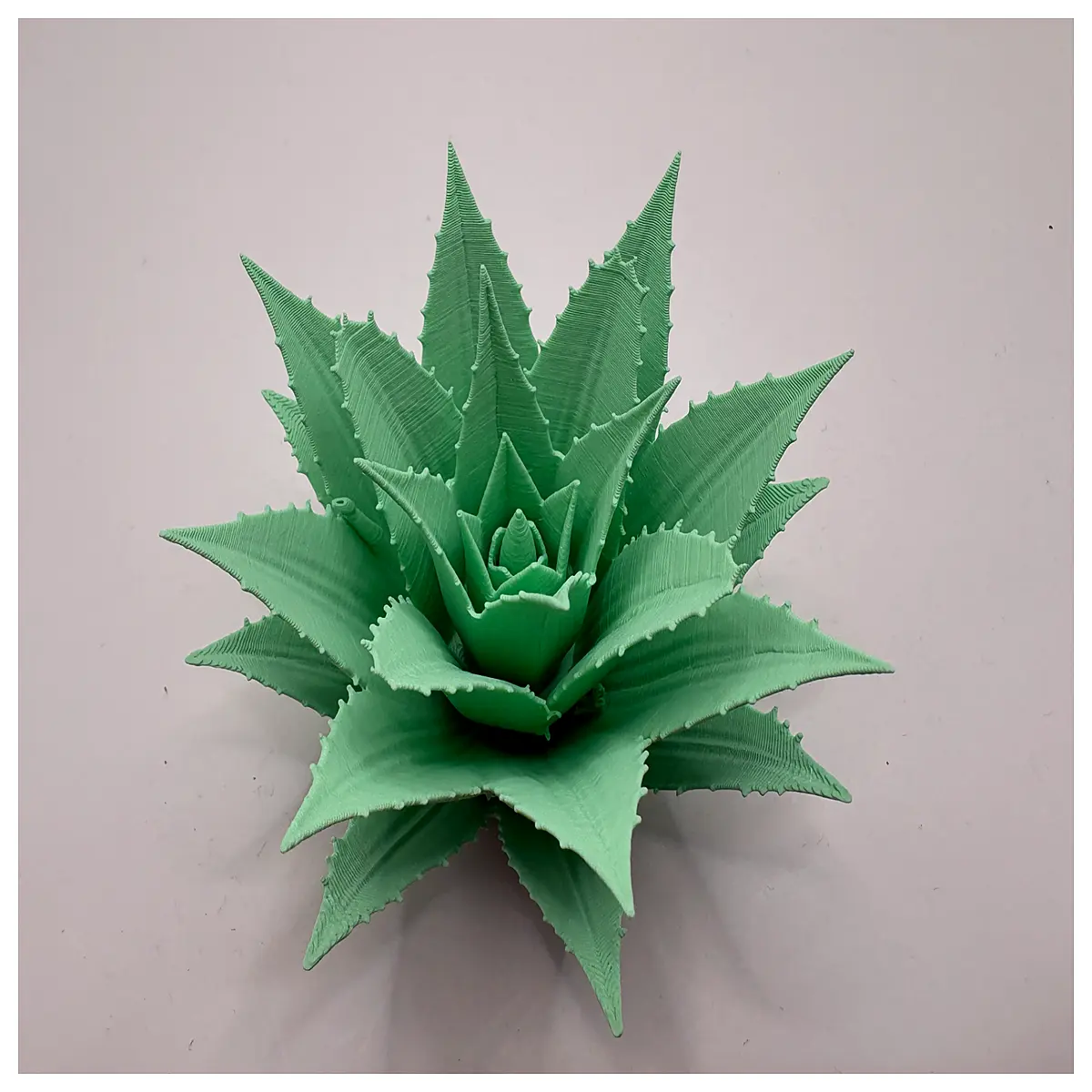 agave plant succulent indoor outdoor drought tolerant low maintenance houseplant decorative greenery