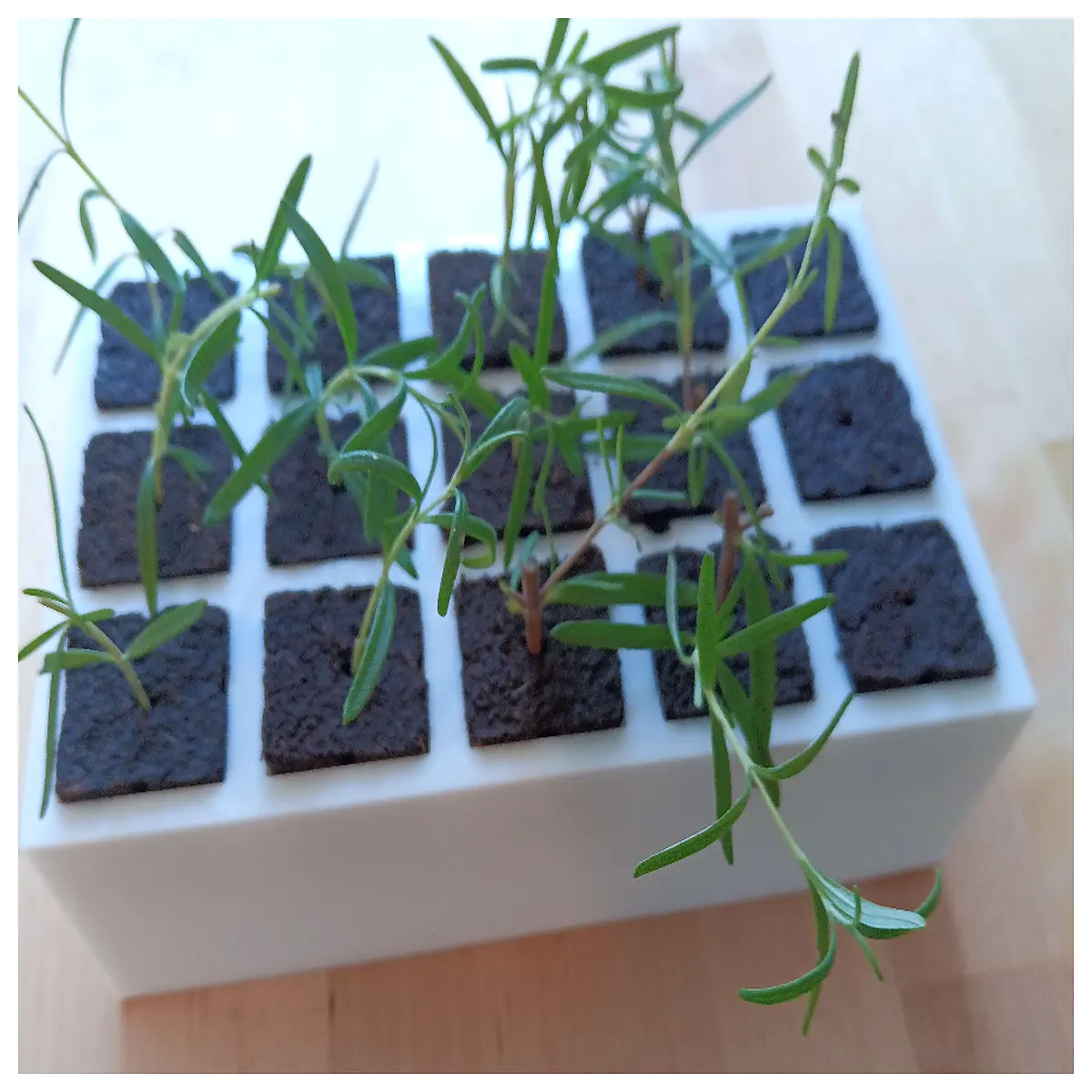 eazypop clone station starter tray propagation dome humidity cover for eazy plugs seeds cuttings rooting