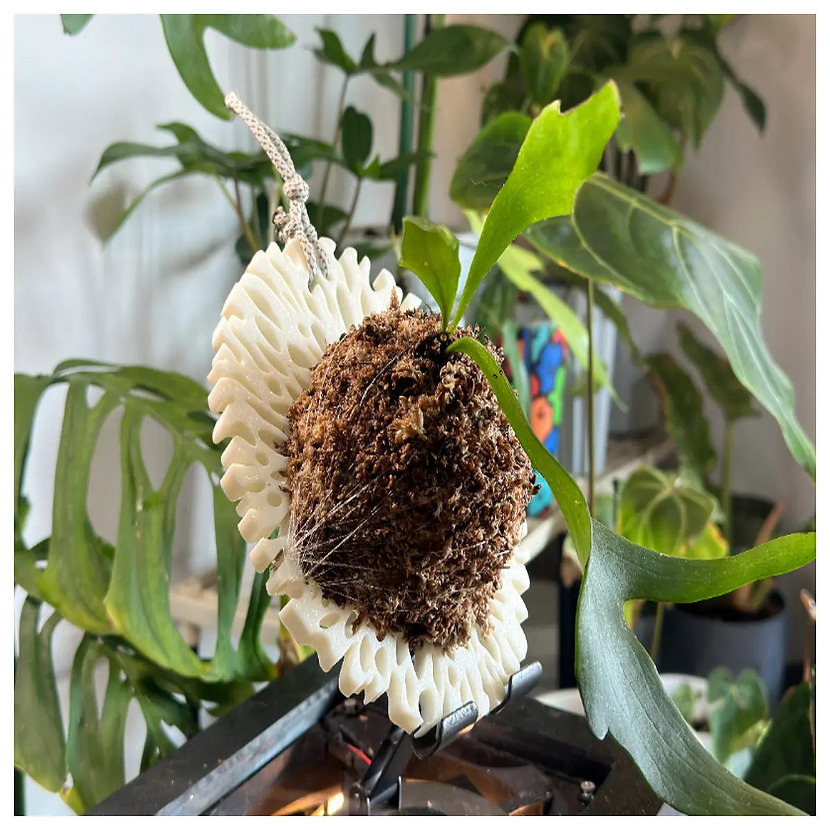 staghorn fern mount board for wall art epiphyte mounting with moss and wire