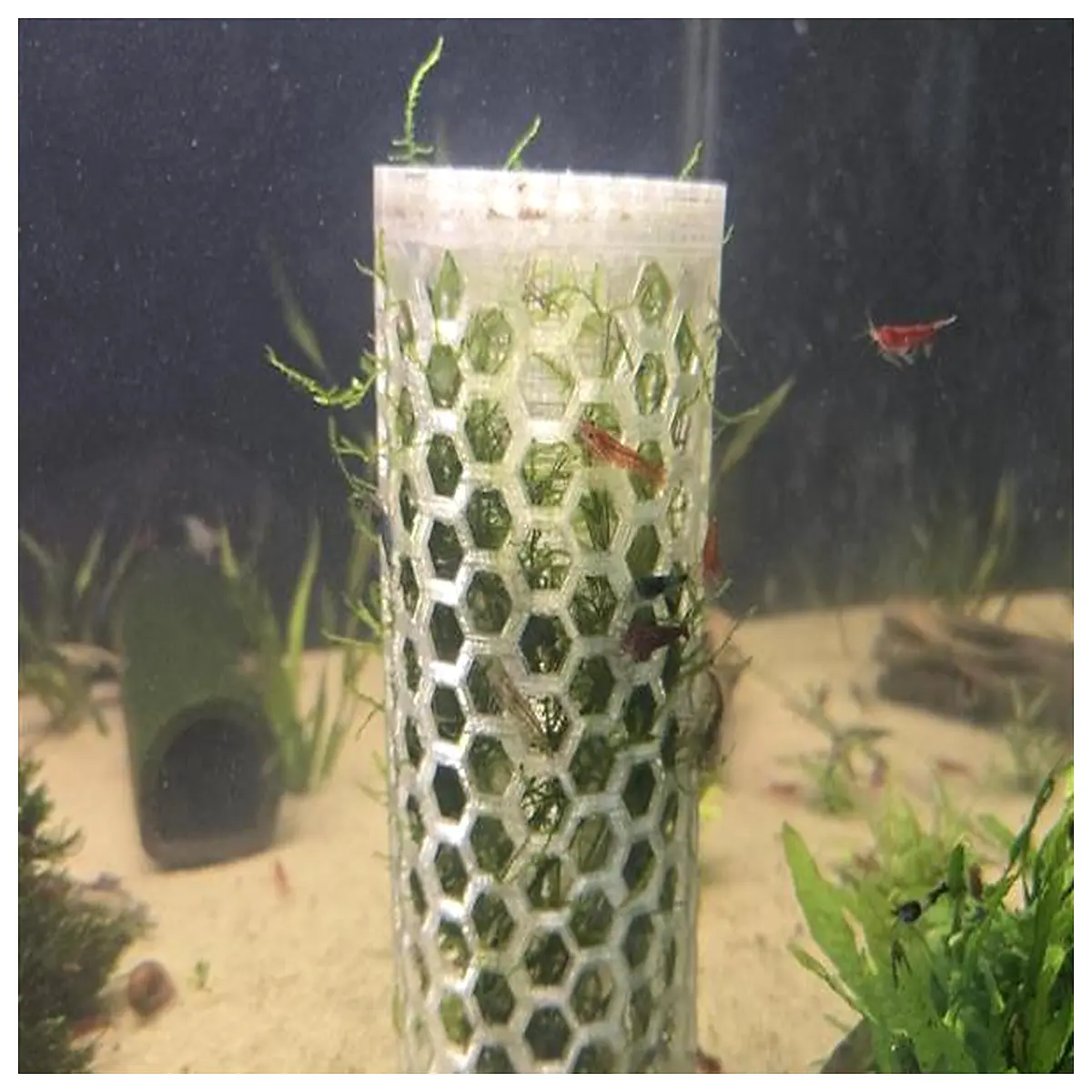 aquarium moss tank substrate aquatic plant carpeting low easy care