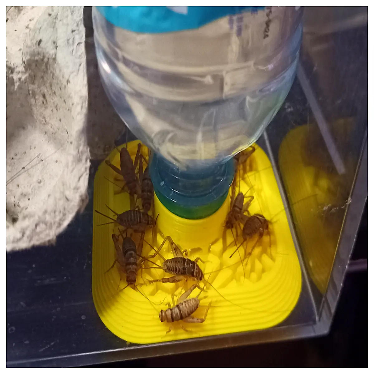 insect waterer for crickets feeder automatic drip bottle small pet hydration station
