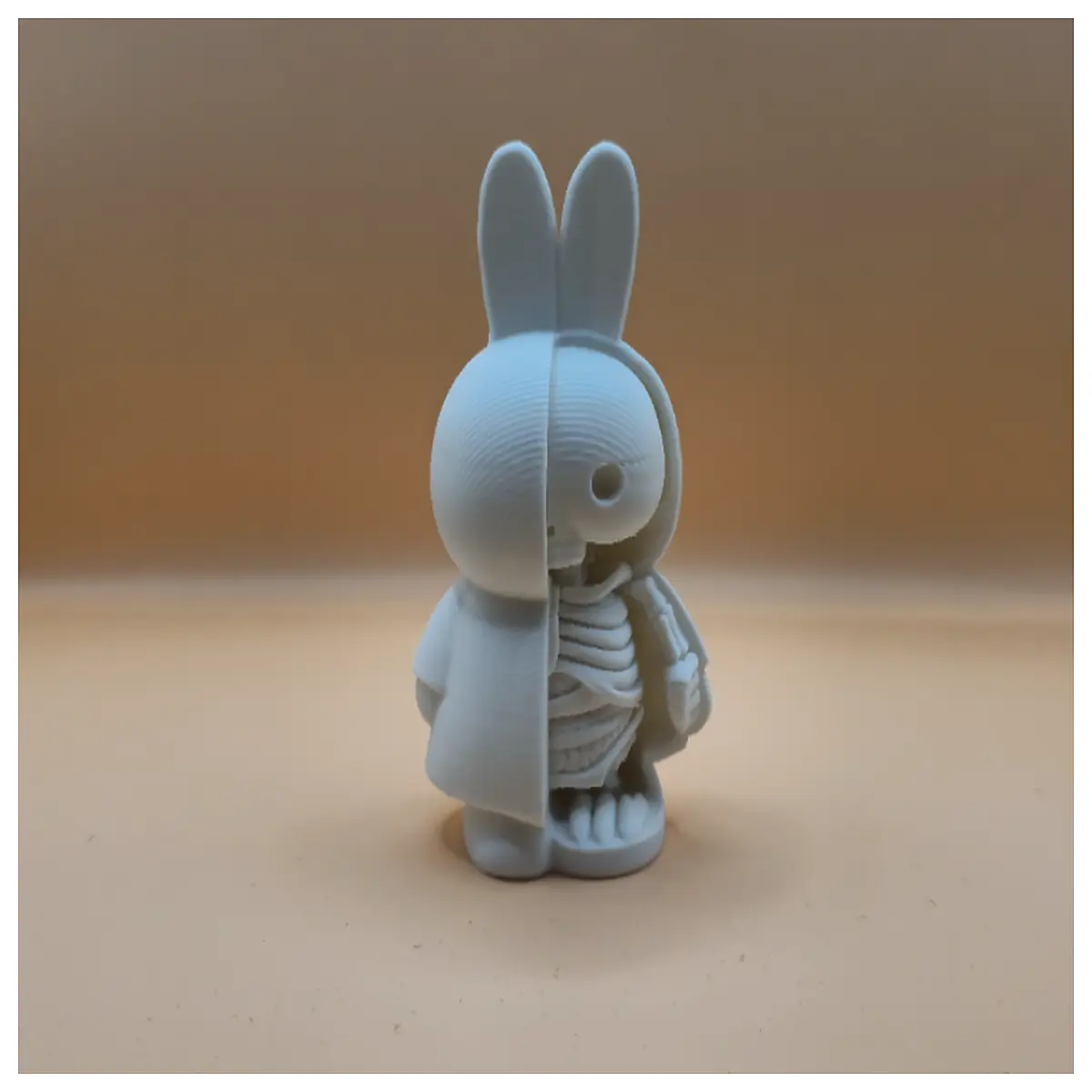 anatomical rabbit for medical students realistic plastic skeleton study tool with skin removable