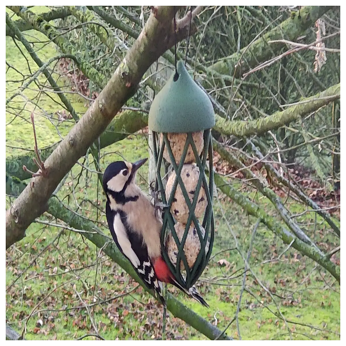wild bird fat balls suet cakes feeder tube for winter feeding wild birds