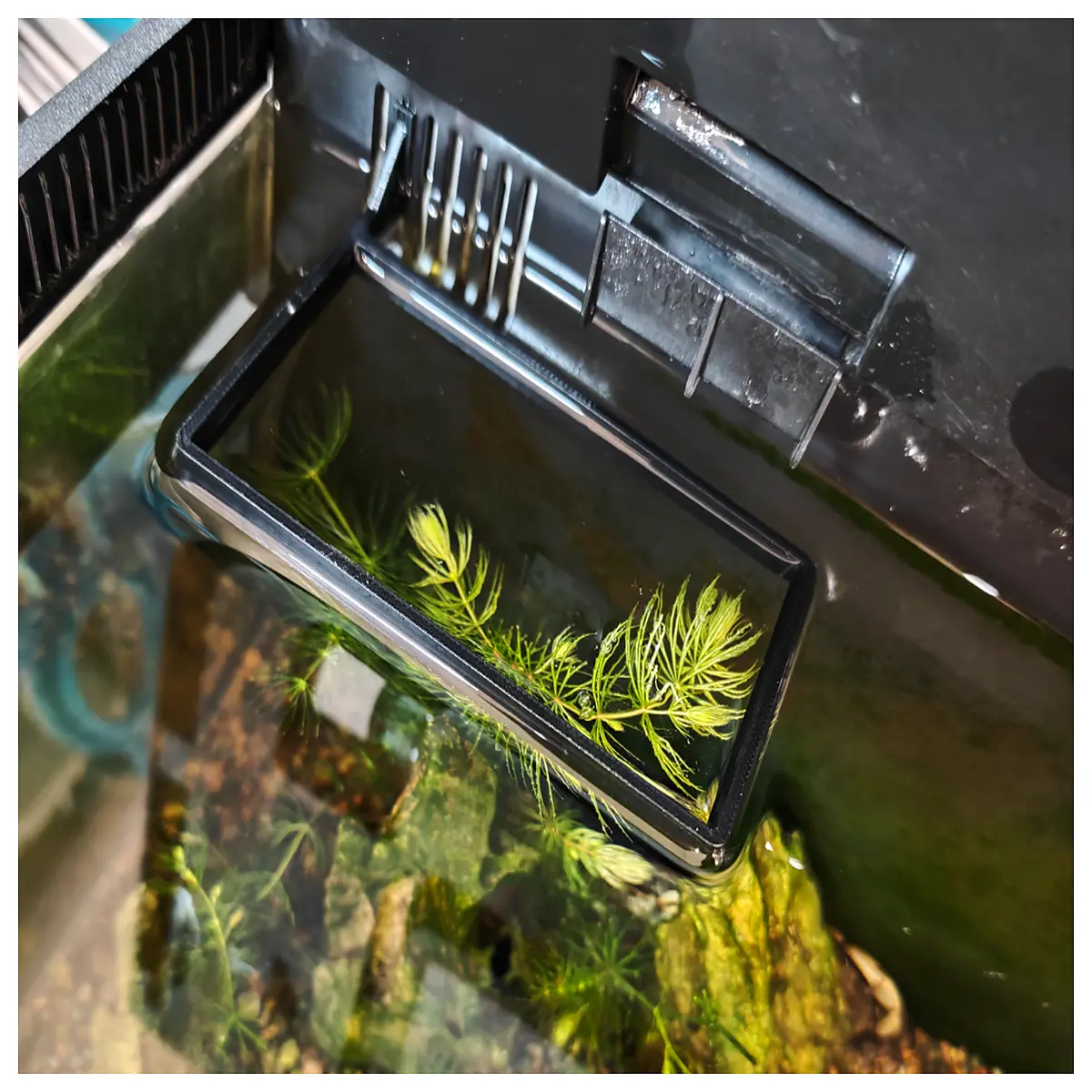 fish tank food ring floating feeder stop scatter waste