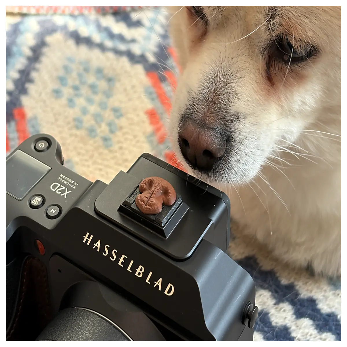 cute dog nose hot shoe cover for hasselblad dslr mirrorless camera lens protector cap accessory
