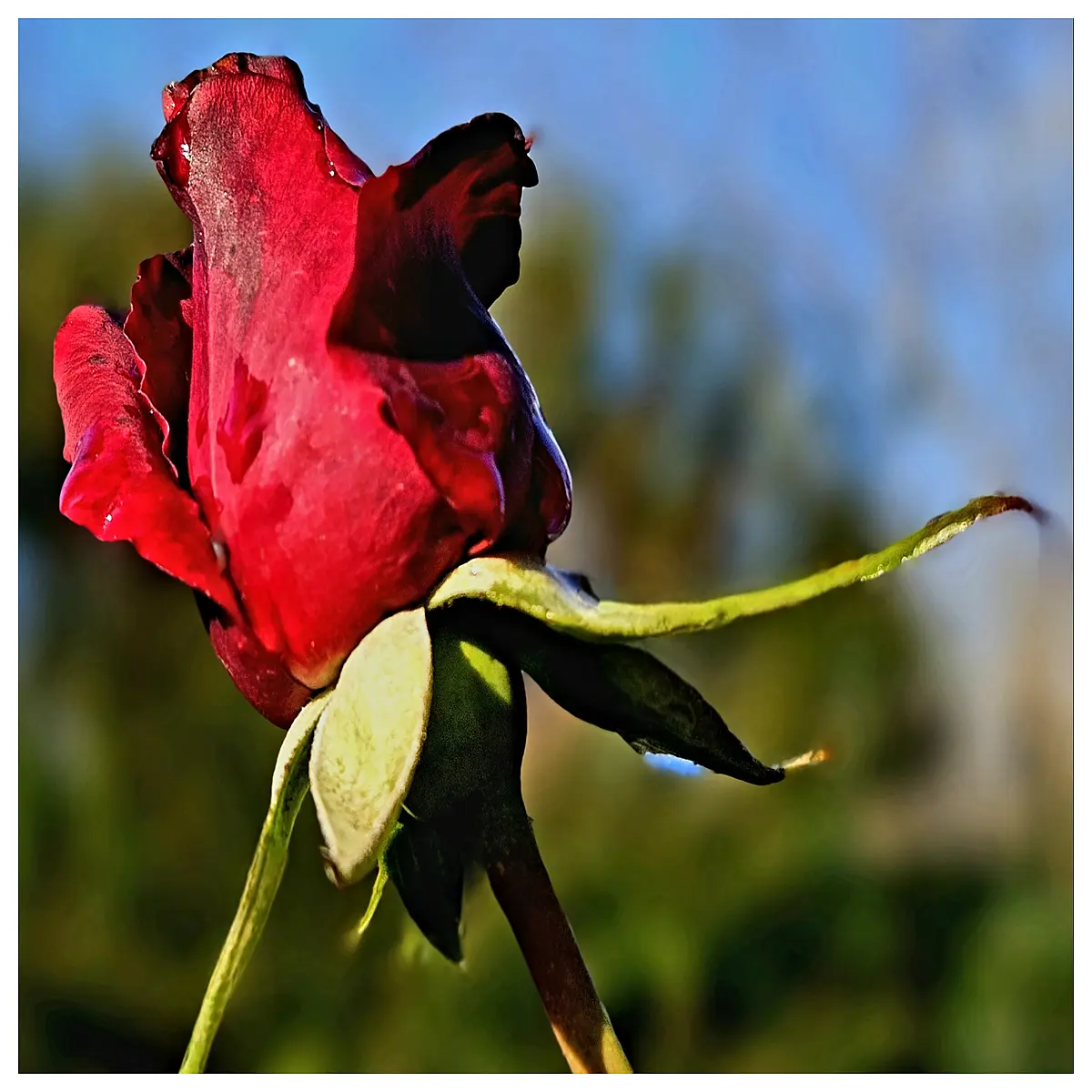 single red rose flower stem for girlfriend birthday anniversary valentines day romantic gift bouquet arrangement