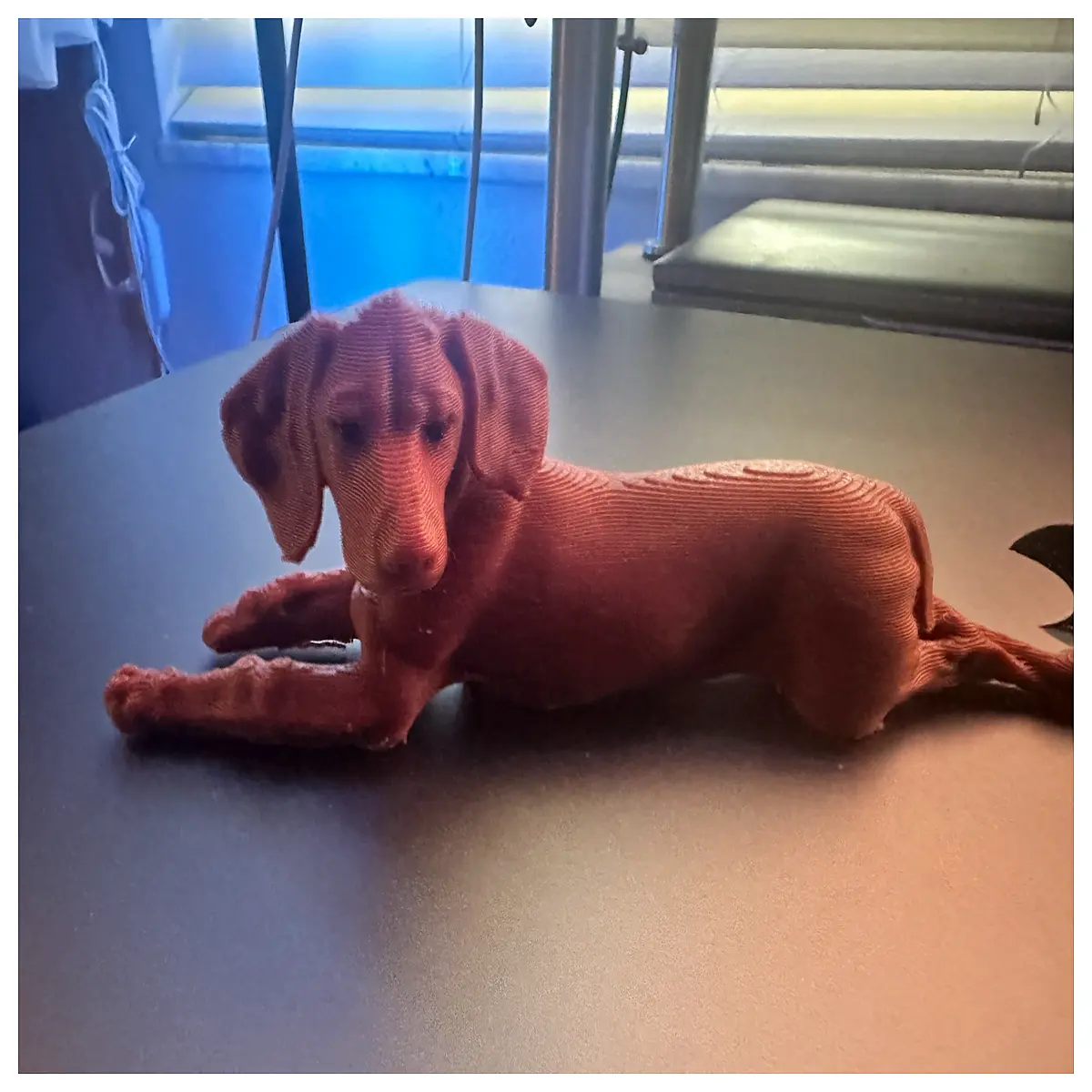 cute vizsla puppy sunbathing outdoor lifestyle photography golden retriever alternative