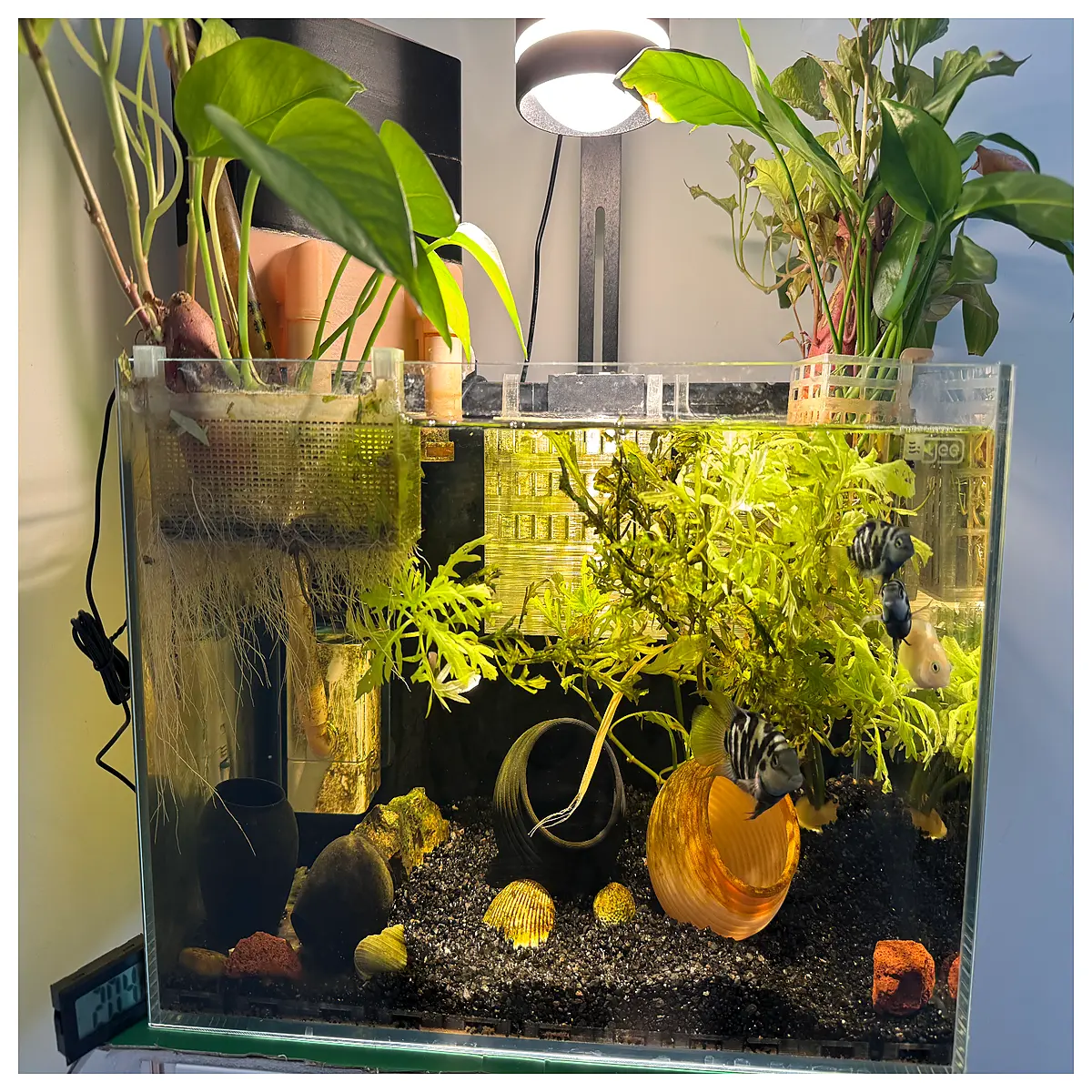 aquarium fry rearing box with divider mesh for breeding betta guppy neon fish babies isolation tank