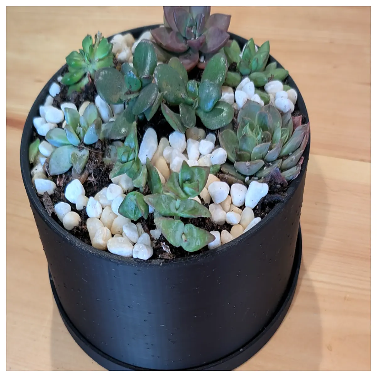 large succulent planter pots for indoor outdoor garden wide shallow ceramic containers for cacti and aloe