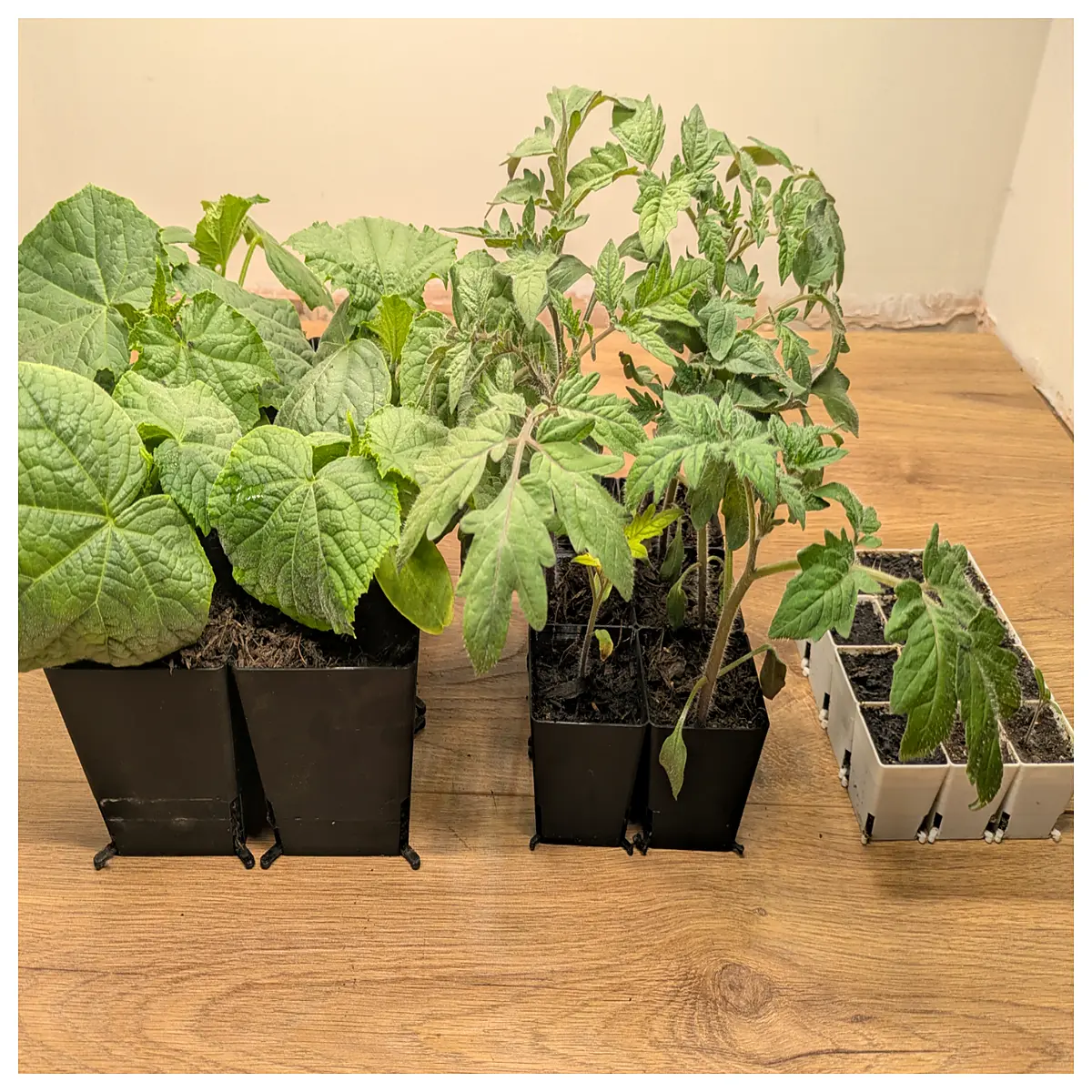 seed starting trays with out cells for easy transplanting