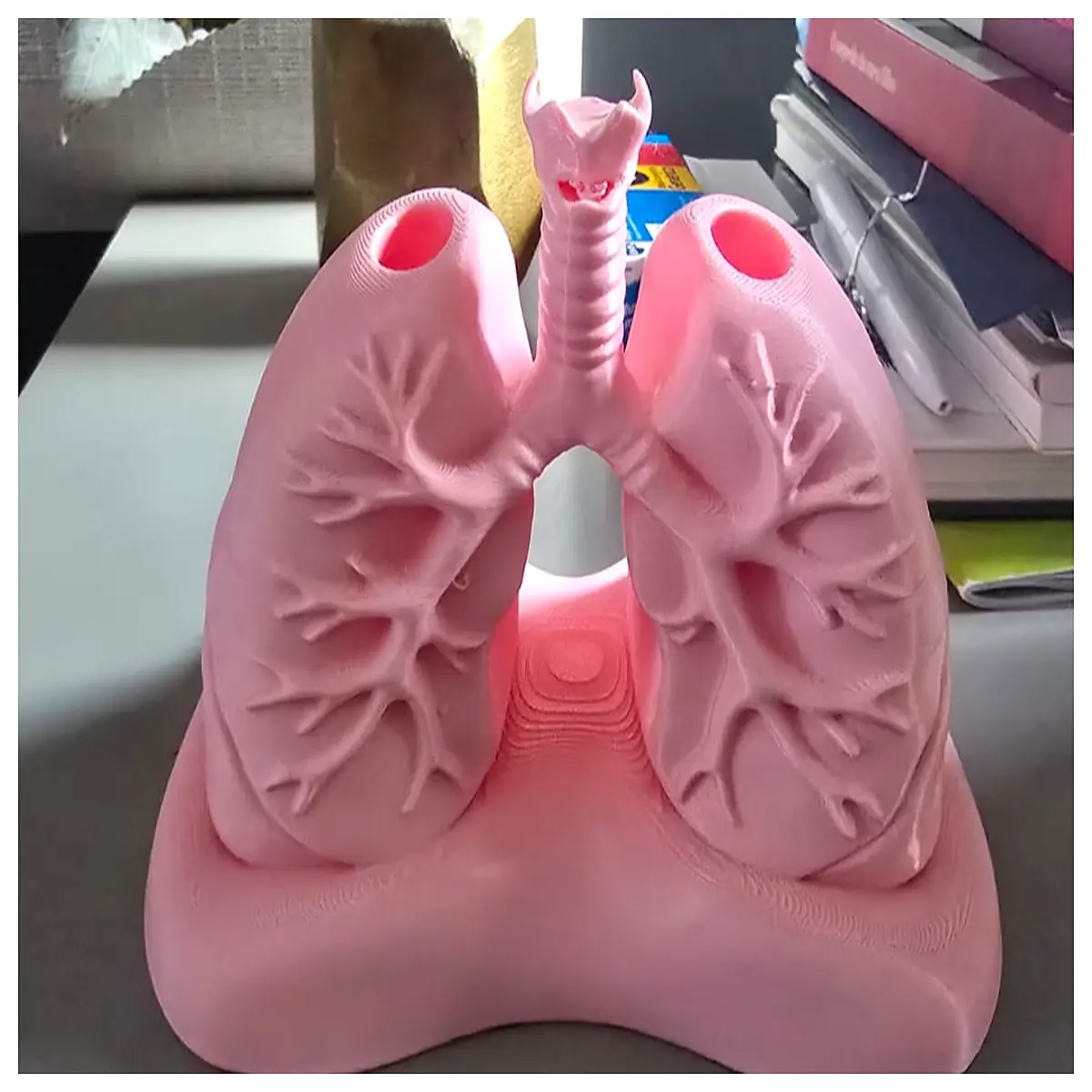 lung shaped desk organizer pen holder respiratory system anatomy office decor science gift