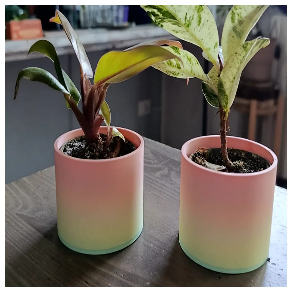 small ceramic succulent pots with drainage hole minimalist indoor planter for desk plant cactus pot