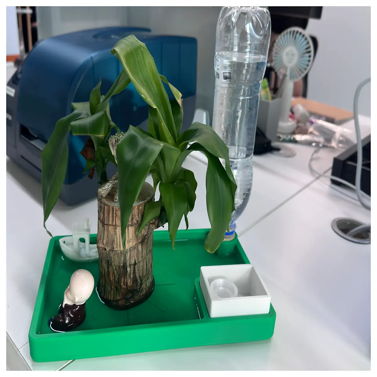 self watering saucer for bottle 3 4 weeks no water top up brazilian wood planter hydroponic tray
