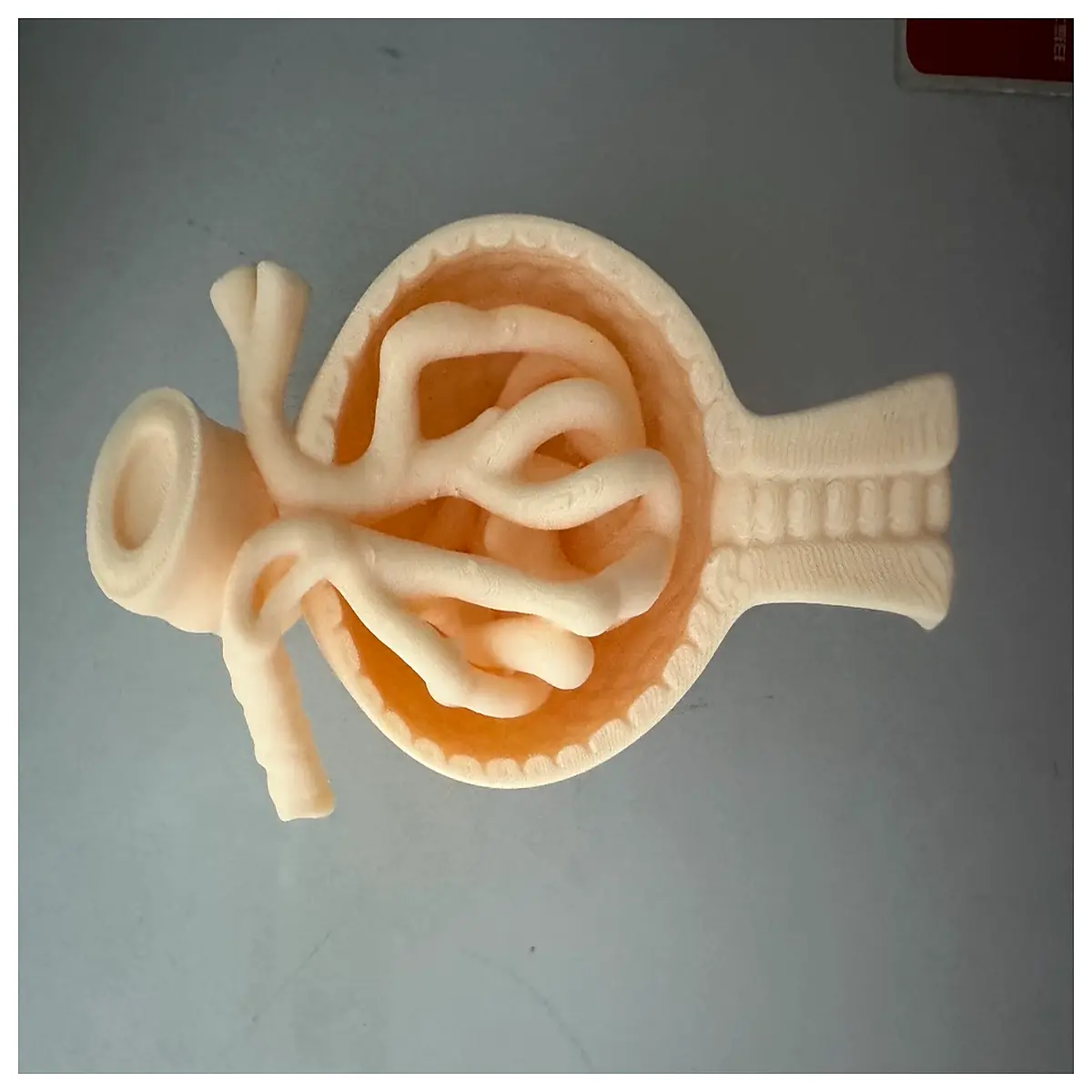 anatomy kidney glomerulus for medical students biology lab teaching aid