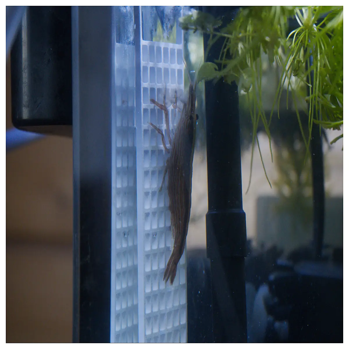 shrimp tank siphon holder glass hook aquarium gravel vacuum organizer