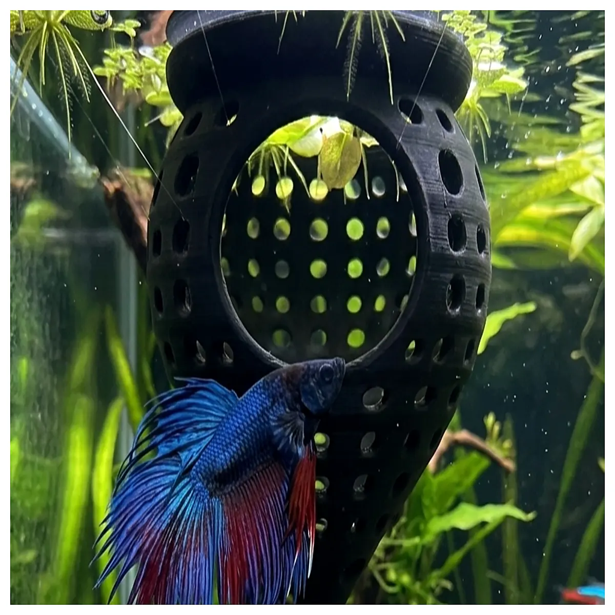 betta fish hammock float floating bed for betta aquarium resting spot peaceful sleeping perch