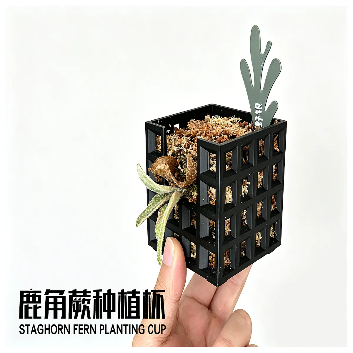 air plant moss pole for staghorn fern propagation small seedling starter pot