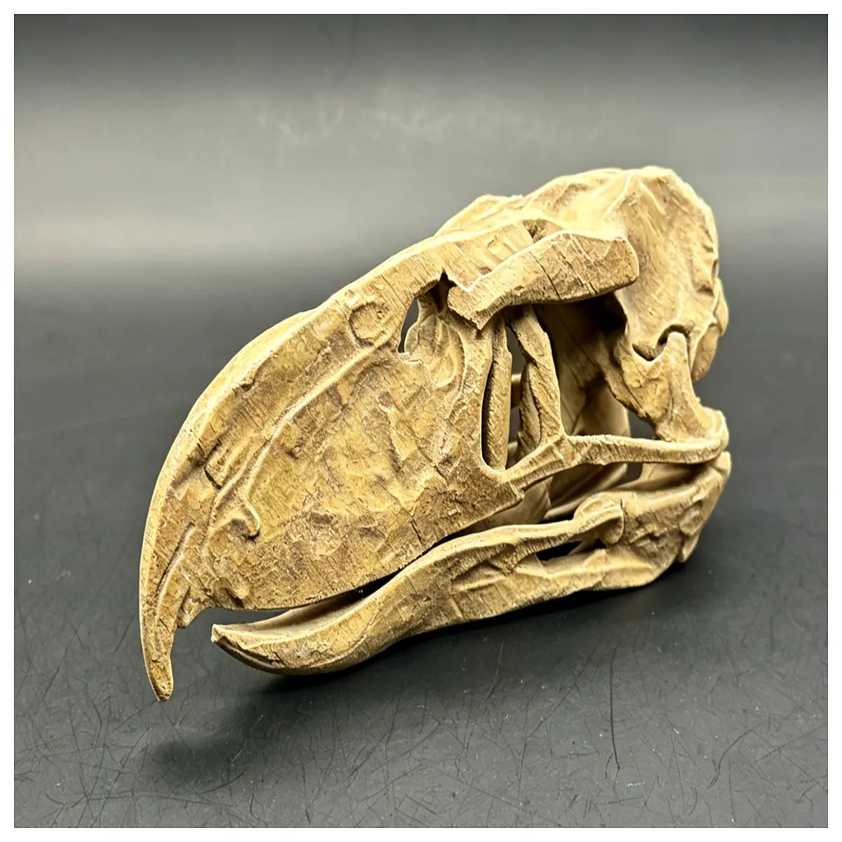 real phorusrhacos skull museum grade paleontology specimen for sale