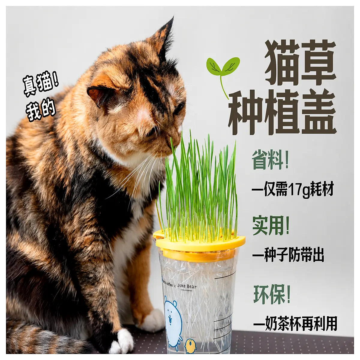 cat grass planter lid fit 98mm milk tea cup diy seed growing herb garden accessory