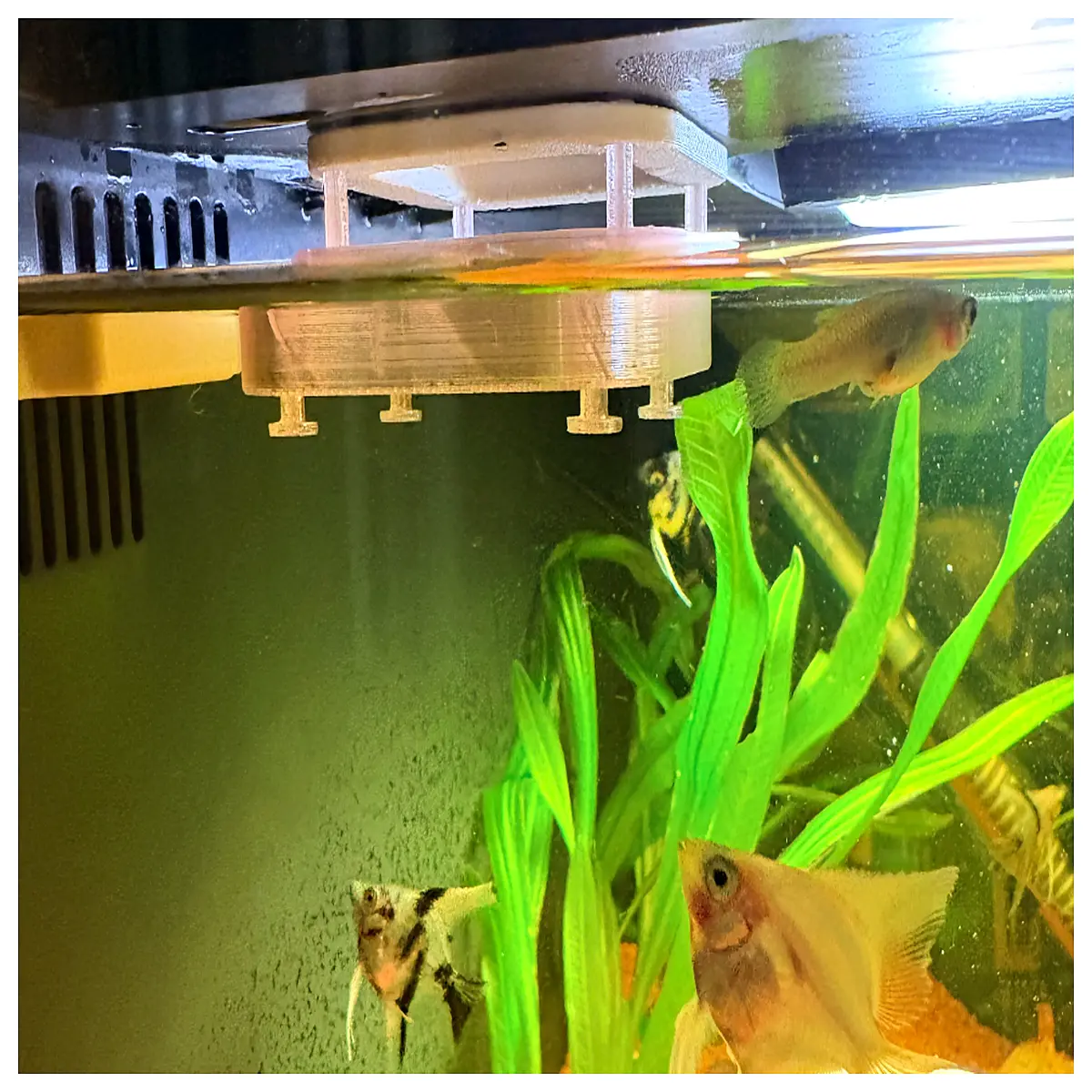 fish tank auto feeder ring automatic floating food dispenser for aquariums smart pet supplies