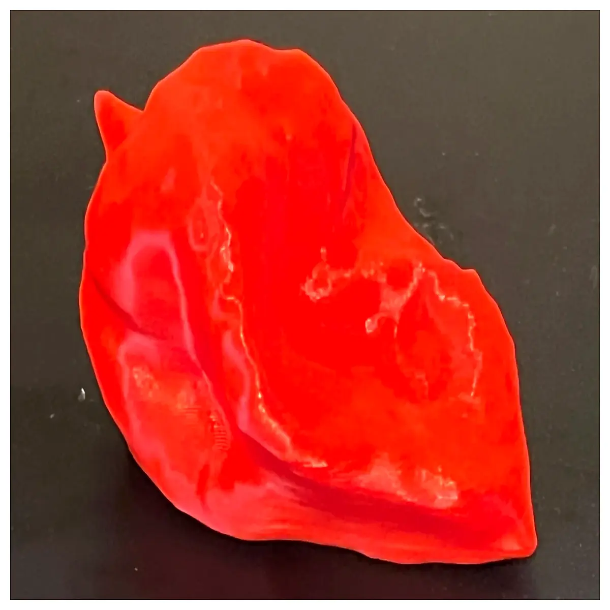 real size chili pepper photo reference high resolution macro shot for scale comparison and botanical study