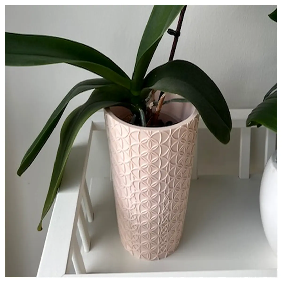 orchid pot life of flower planter ceramic air root aroid moss container houseplant vase