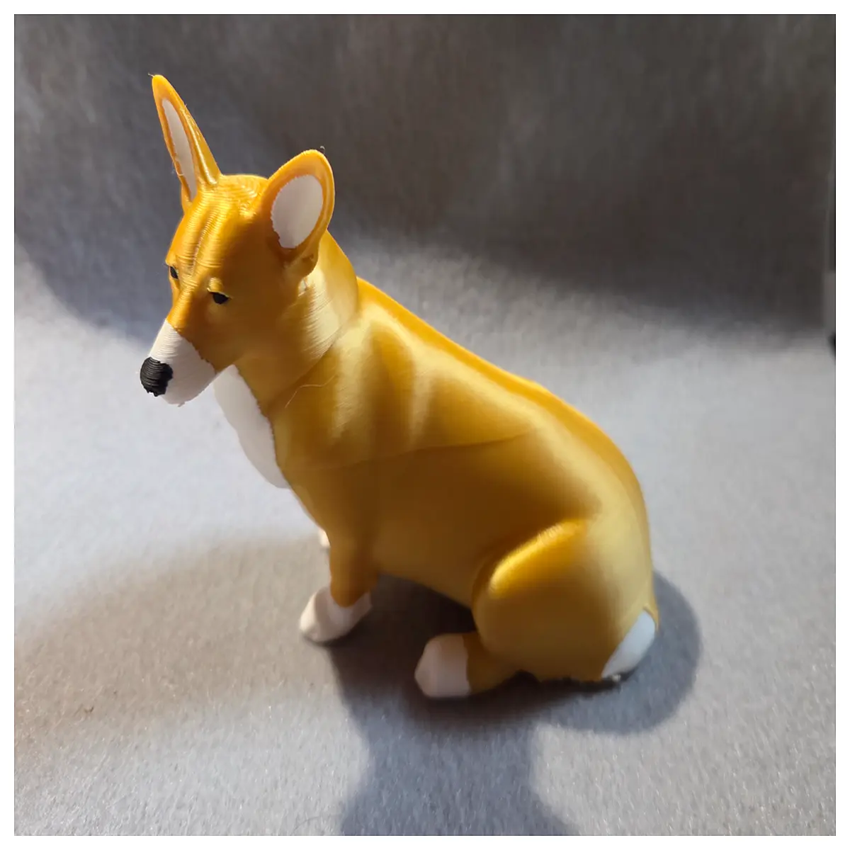 corgi dog breed info welsh corgi puppy price pembroke welsh corgi temperament cute corgi photos corgi care guide buy corgi online